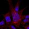 ITA8 antibody, AF4076, R&D Systems, Immunofluorescence image 