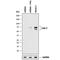 Lymphocyte Activating 3 antibody, AF2319, R&D Systems, Western Blot image 