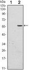 Dimethylglycine Dehydrogenase antibody, orb318811, Biorbyt, Western Blot image 