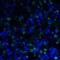 T Cell Immunoreceptor With Ig And ITIM Domains antibody, RF16056, ProSci, Immunofluorescence image 