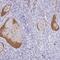 Complement Factor H antibody, NBP2-38695, Novus Biologicals, Immunohistochemistry paraffin image 