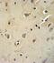 ATPase Na+/K+ Transporting Subunit Beta 1 antibody, PA5-25760, Invitrogen Antibodies, Immunohistochemistry frozen image 