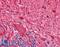 Neurofilament Heavy antibody, LS-B4502, Lifespan Biosciences, Immunohistochemistry frozen image 