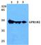 G Protein-Coupled Receptor 182 antibody, A13088, Boster Biological Technology, Western Blot image 