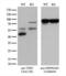 Tyrosyl-DNA Phosphodiesterase 2 antibody, LS-C796202, Lifespan Biosciences, Western Blot image 