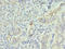 Inositol Polyphosphate-1-Phosphatase antibody, orb355291, Biorbyt, Immunohistochemistry paraffin image 