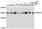 Annexin A3 antibody, A8763, ABclonal Technology, Western Blot image 