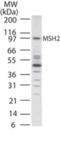 MutS Homolog 2 antibody, NB100-56428, Novus Biologicals, Western Blot image 