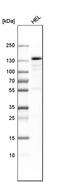 Serine/threonine-protein kinase PRP4 homolog antibody, PA5-54251, Invitrogen Antibodies, Western Blot image 