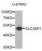 Solute Carrier Family 29 Member 1 (Augustine Blood Group) antibody, LS-B14530, Lifespan Biosciences, Western Blot image 