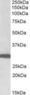 Stomatin antibody, EB11981, Everest Biotech, Western Blot image 