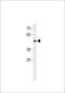 Class E basic helix-loop-helix protein 41 antibody, LS-C156808, Lifespan Biosciences, Western Blot image 