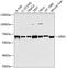 G Protein-Coupled Receptor Kinase 5 antibody, 19-204, ProSci, Western Blot image 