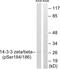 14-3-3 protein zeta/delta antibody, GTX86822, GeneTex, Western Blot image 