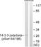 Tyrosine 3-Monooxygenase/Tryptophan 5-Monooxygenase Activation Protein Zeta antibody, GTX86822, GeneTex, Western Blot image 