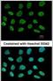 Adaptor Protein, Phosphotyrosine Interacting With PH Domain And Leucine Zipper 2 antibody, PA5-30670, Invitrogen Antibodies, Immunofluorescence image 