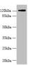 Solute Carrier Family 4 Member 8 antibody, LS-C377591, Lifespan Biosciences, Western Blot image 