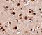 SLIT and NTRK-like protein 5 antibody, NBP2-81914, Novus Biologicals, Immunohistochemistry frozen image 