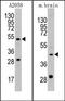 Plasminogen Activator, Urokinase antibody, AP15164PU-N, Origene, Western Blot image 