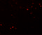 SPRY Domain Containing 3 antibody, 6405, ProSci, Immunofluorescence image 