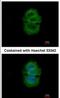 TTPA antibody, NBP2-14870, Novus Biologicals, Immunofluorescence image 