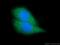 TAO Kinase 1 antibody, 26250-1-AP, Proteintech Group, Immunofluorescence image 