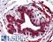 ELOVL Fatty Acid Elongase 5 antibody, LS-A8396, Lifespan Biosciences, Immunohistochemistry frozen image 