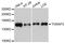 Thyroid Hormone Receptor Associated Protein 3 antibody, A9396, ABclonal Technology, Western Blot image 