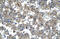 Kruppel Like Factor 15 antibody, ARP32587_T100, Aviva Systems Biology, Immunohistochemistry frozen image 