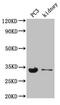 RNA Polymerase II Subunit C antibody, CSB-PA018329LA01HU, Cusabio, Western Blot image 
