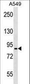 Pannexin 2 antibody, LS-C158526, Lifespan Biosciences, Western Blot image 
