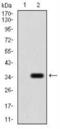 Purinergic Receptor P2Y13 antibody, NBP2-52527, Novus Biologicals, Western Blot image 