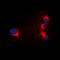 Troponin I3, Cardiac Type antibody, orb304638, Biorbyt, Immunofluorescence image 