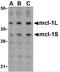 MCL1 Apoptosis Regulator, BCL2 Family Member antibody, 3481, ProSci, Western Blot image 