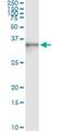 Ankyrin Repeat And SOCS Box Containing 9 antibody, H00140462-M01, Novus Biologicals, Immunoprecipitation image 