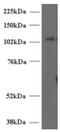 Unc-13 Homolog D antibody, AP16521PU-N, Origene, Western Blot image 