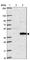 Serine Protease 38 antibody, HPA028003, Atlas Antibodies, Western Blot image 