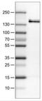 Fms Related Tyrosine Kinase 1 antibody, NBP2-30982, Novus Biologicals, Western Blot image 