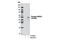 N-Myc Downstream Regulated 1 antibody, 8947S, Cell Signaling Technology, Western Blot image 