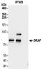 Rho GTPase Activating Protein 26 antibody, NBP2-32229, Novus Biologicals, Immunoprecipitation image 