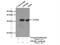 Eukaryotic Translation Initiation Factor 2B Subunit Alpha antibody, 18010-1-AP, Proteintech Group, Immunoprecipitation image 