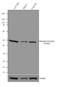 GCGR antibody, 720279, Invitrogen Antibodies, Western Blot image 