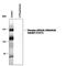 Glutamate Ionotropic Receptor NMDA Type Subunit 2B antibody, PPS014, R&D Systems, Western Blot image 