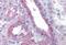 Flotillin 2 antibody, GTX89704, GeneTex, Immunohistochemistry paraffin image 