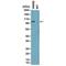 B-Raf Proto-Oncogene, Serine/Threonine Kinase antibody, GTX33595, GeneTex, Western Blot image 