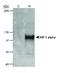 HIF1-alpha antibody, NB100-105B, Novus Biologicals, Western Blot image 