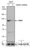 Damage Specific DNA Binding Protein 1 antibody, GTX100129, GeneTex, Western Blot image 