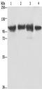 Actinin Alpha 4 antibody, TA349672, Origene, Western Blot image 