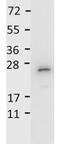 Interleukin 27 antibody, GTX48686, GeneTex, Western Blot image 