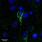 Corticotropin Releasing Hormone Receptor 1 antibody, LS-C61727, Lifespan Biosciences, Immunofluorescence image 